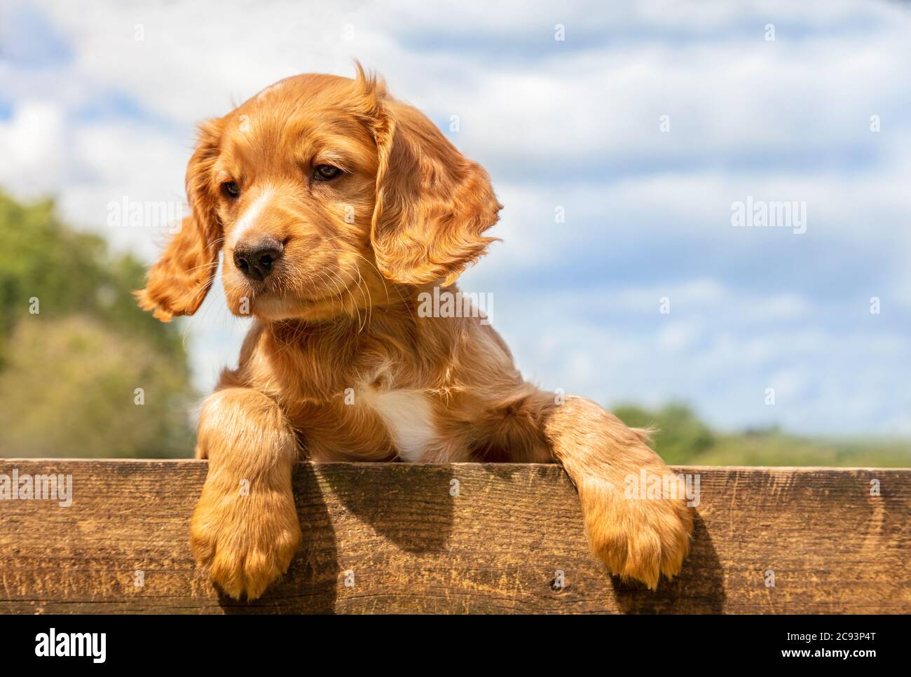 Cute golden brown puppy dog leaning on a wooden fence outside Stock Photo