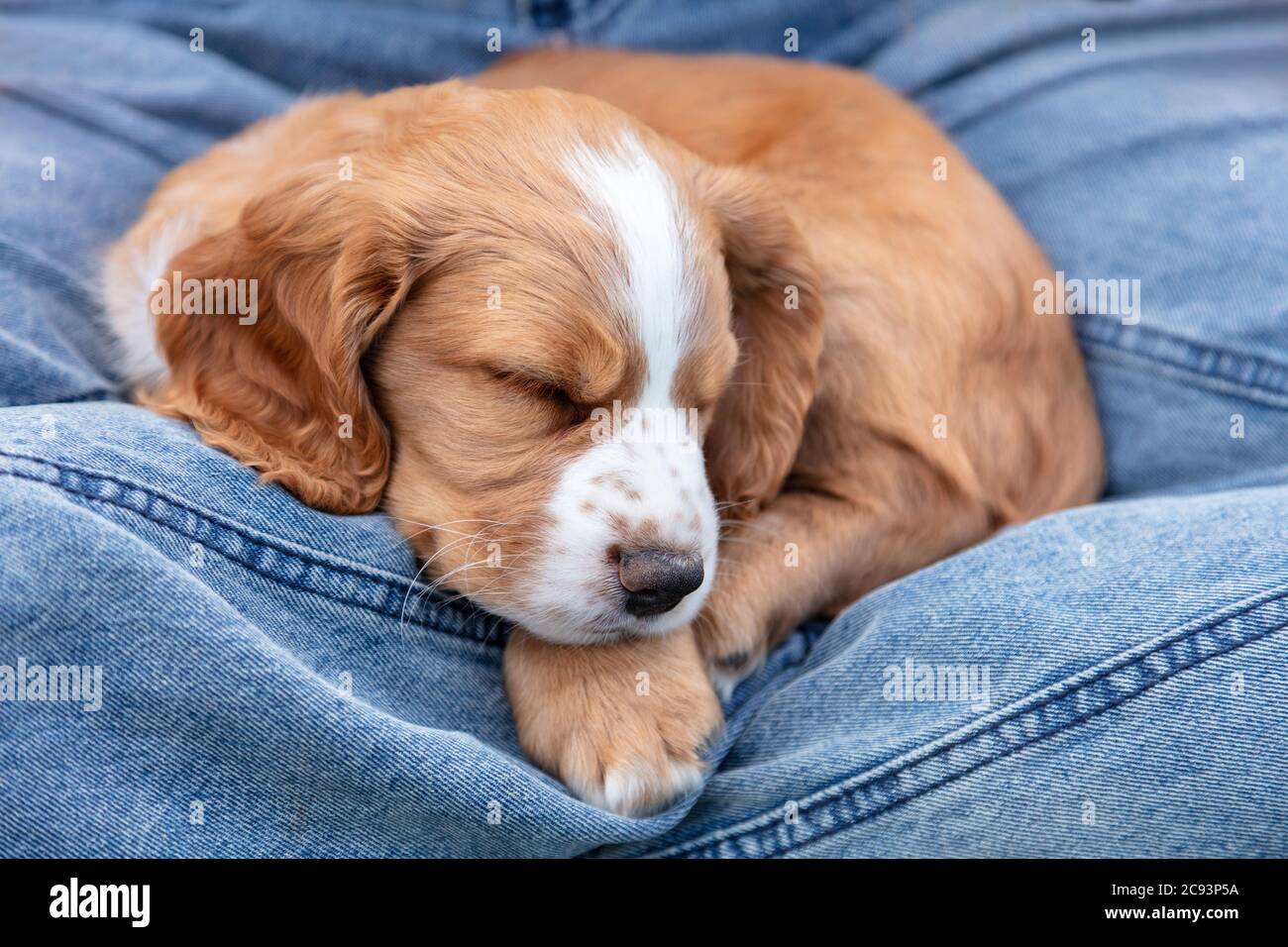 Cute light brown Spaniel puppy dog sleeping on the lap of a person wearing blue denim jeans Stock Photo
