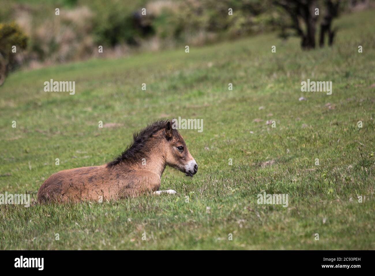 Wild Exmoor Pony foal resting on a sloping meadow in Somerset UK Stock Photo