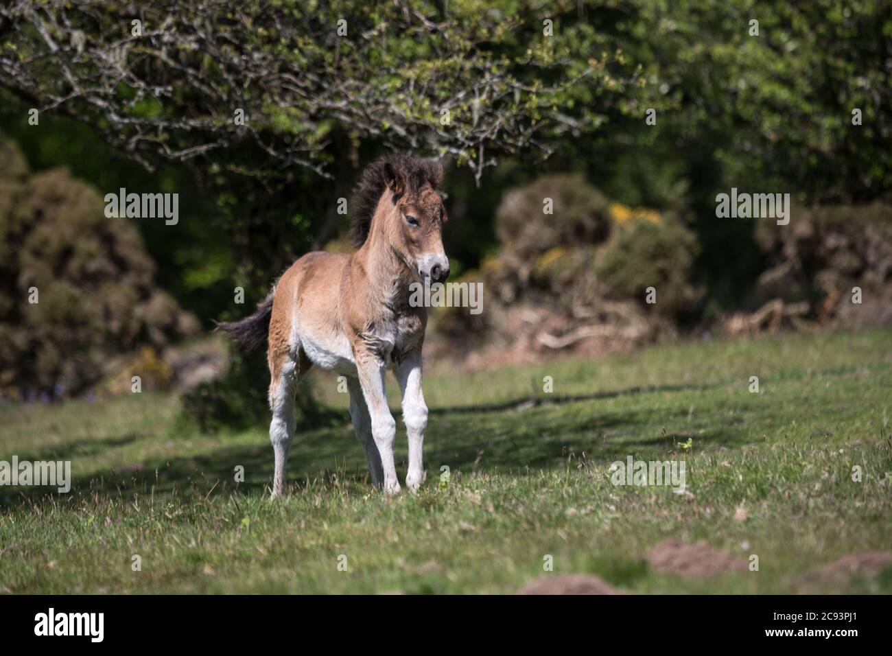 Wild Exmoor Pony foal standing in moorland in Somerset UK Stock Photo