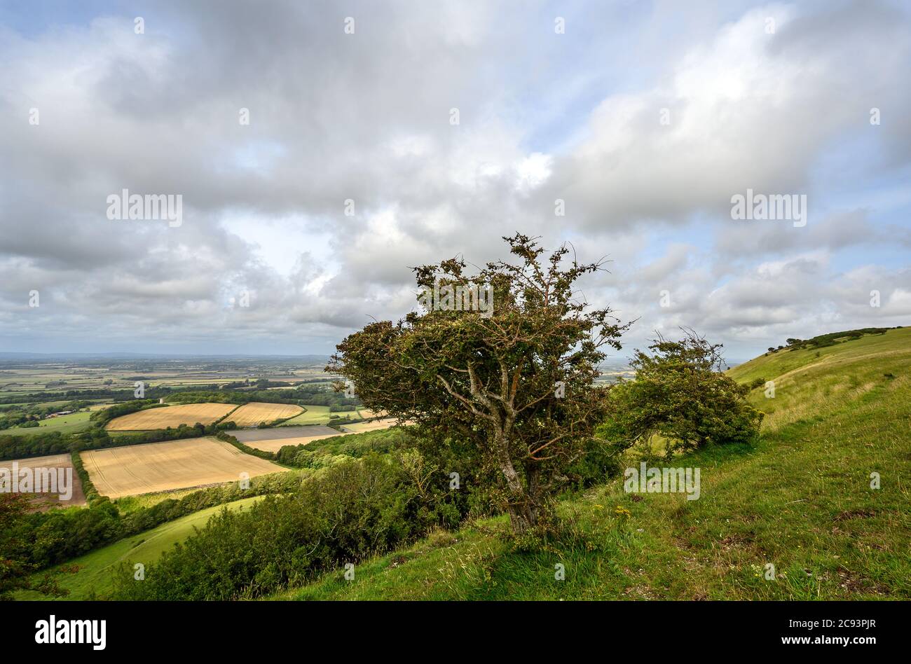 South Downs National Park, Sussex, UK near Firle Beacon. A tree on the route of the South Downs Way with views over the Weald. Stock Photo