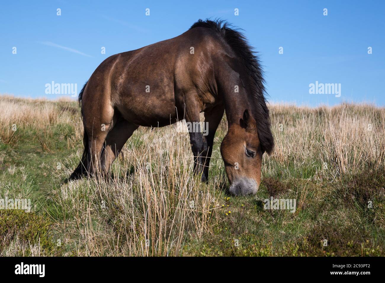 Wild Exmoor Pony horse grazing in Somerset UK Stock Photo