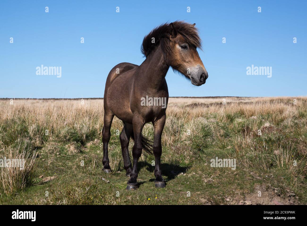 Frontal view of Wild Exmoor Pony horse with impressive mane in Somerset UK Stock Photo
