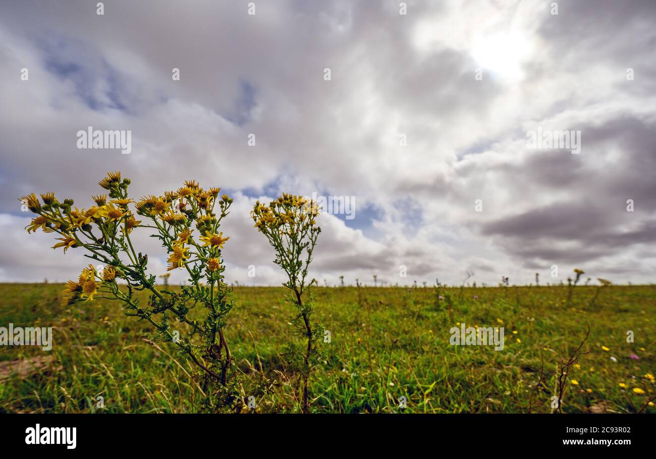 South Downs National Park, Sussex, UK near Firle Beacon. Yellow flowers seen on the South Downs Way. Stock Photo