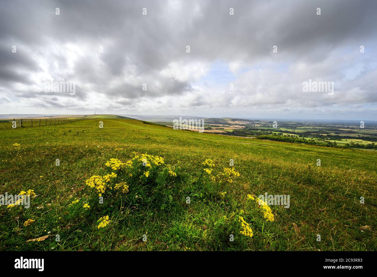 South Downs National Park, Sussex, UK near Firle Beacon. Yellow flowers with views over the Weald seen from the South Downs Way. Stock Photo
