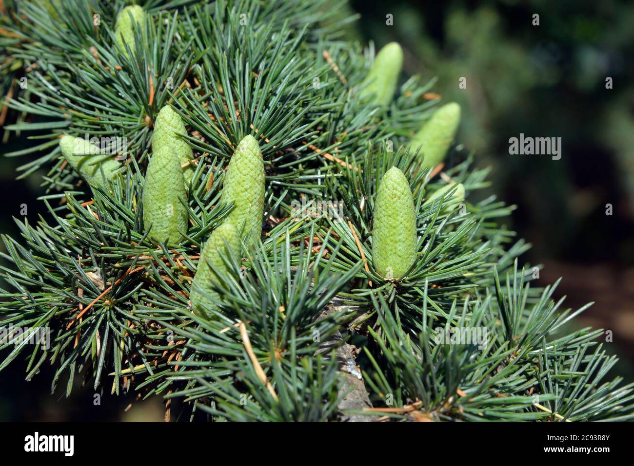 Cedrus deodara - Deodar, an introduced Cedar tree Stock Photo