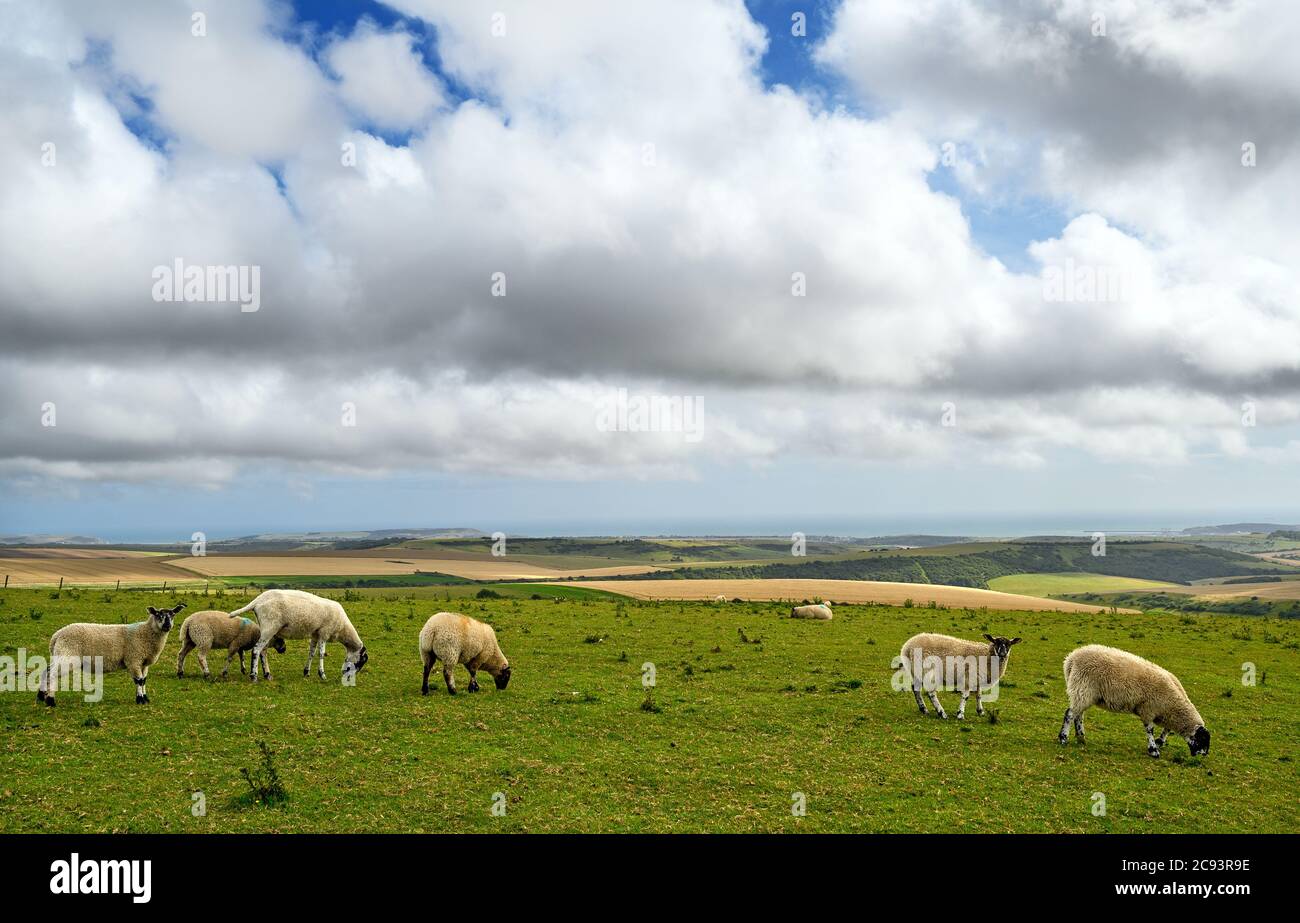 South Downs National Park, Sussex, UK near Firle Beacon. Sheep with views over the coast and English Channel seen from the South Downs Way. Stock Photo