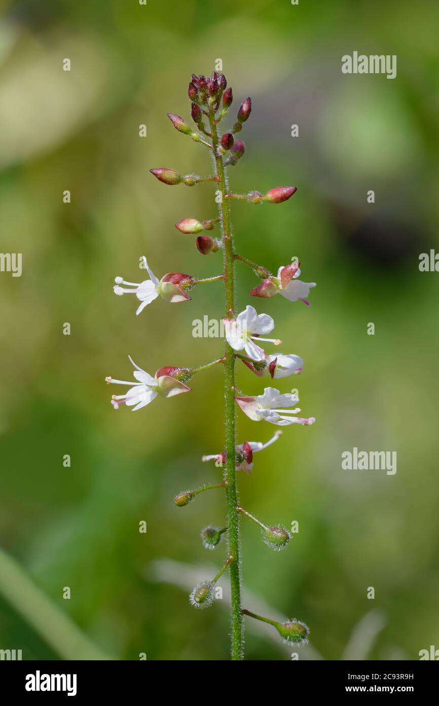 Enchanter's-nightshade - Circaea lutetiana, commom woodland plant Stock Photo