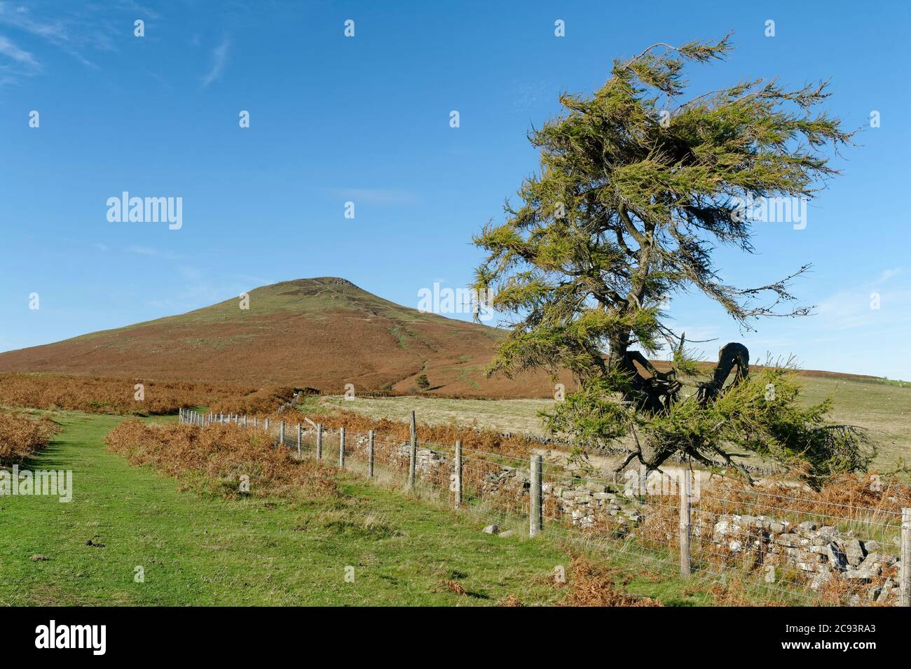 European Larch - Larix decidua  on lower slopes of Sugar Loaf, Abergavenny, Monmouthshire, Wales Stock Photo