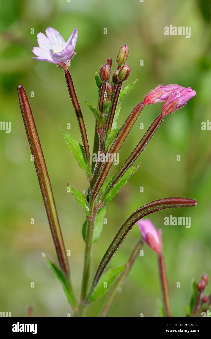 Hoary Willowherb - Epilobium parviflorum, wild flower & garden weed Stock Photo