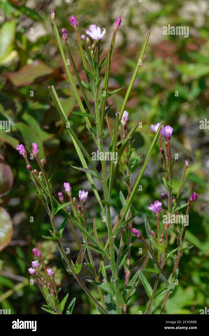 Hoary Willowherb - Epilobium parviflorum, wild flower & garden weed Stock Photo