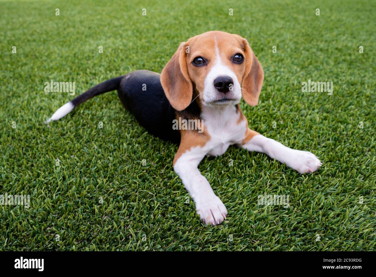 Beagle Puppy Stock Photo