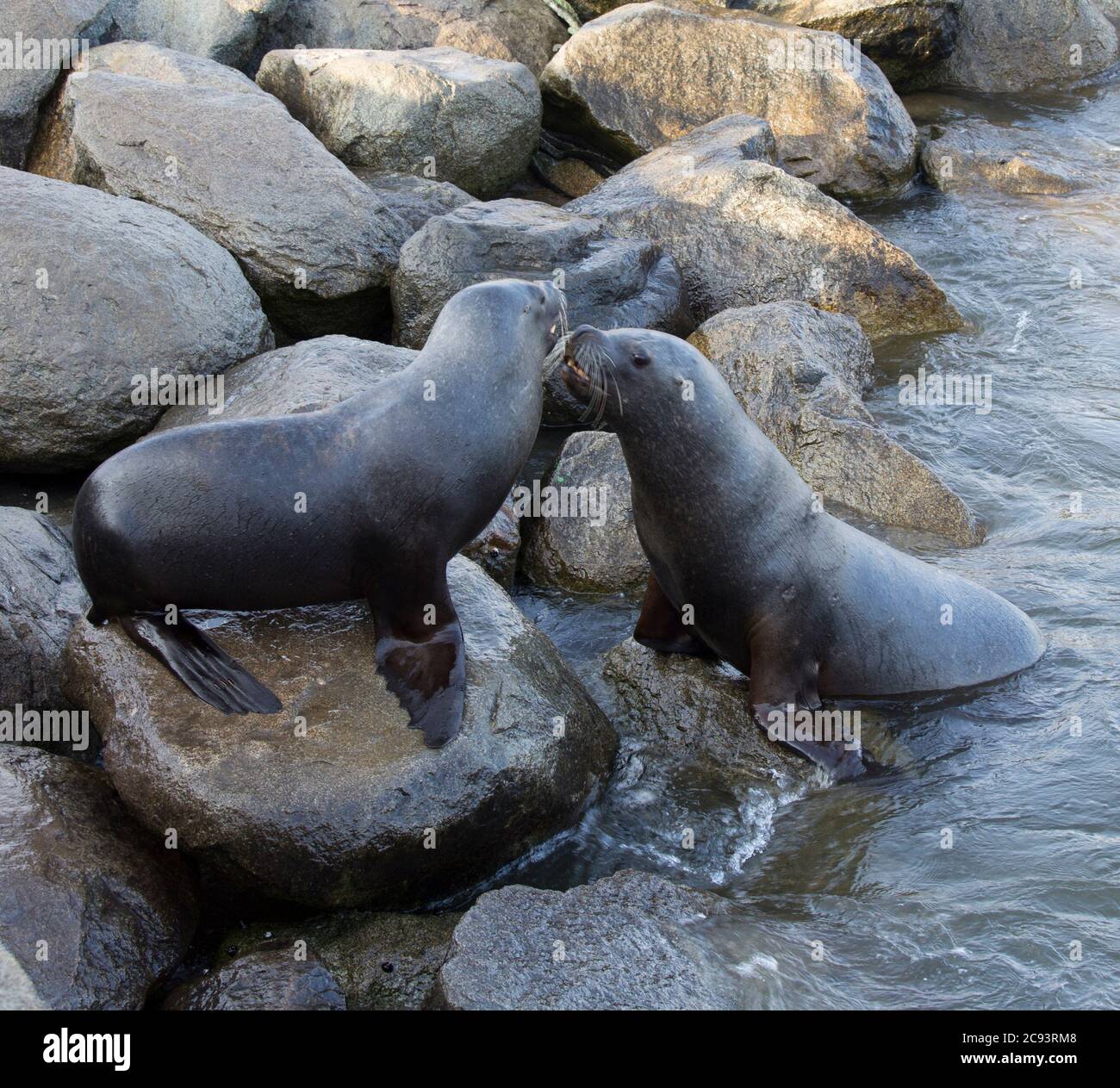 View of two sea lion fighting in the pacific ocean Stock Photo - Alamy