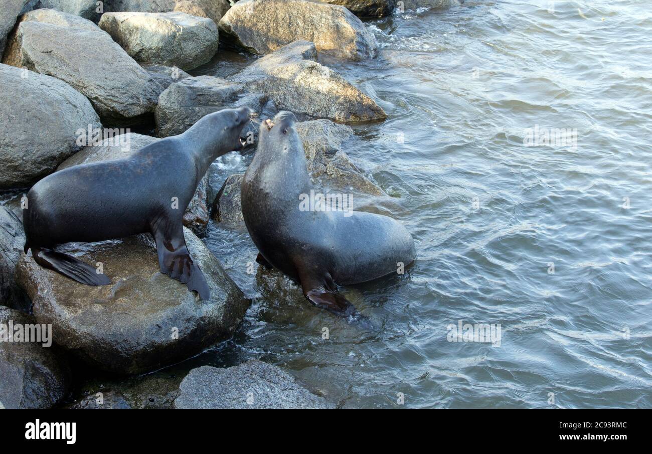 View of two sea lion fighting in the pacific ocean Stock Photo - Alamy