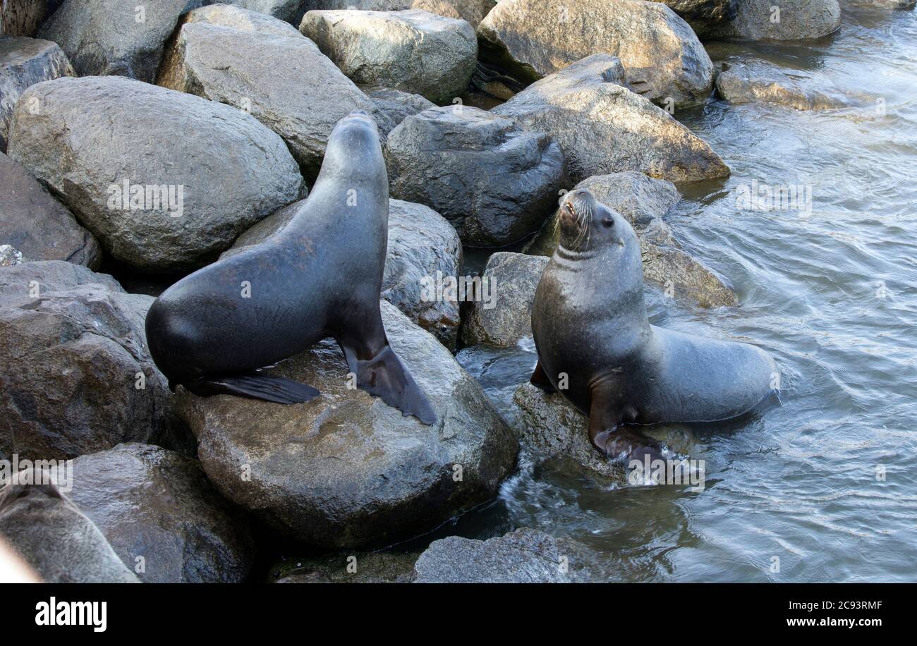 View of two sea lion fighting in the pacific ocean Stock Photo - Alamy