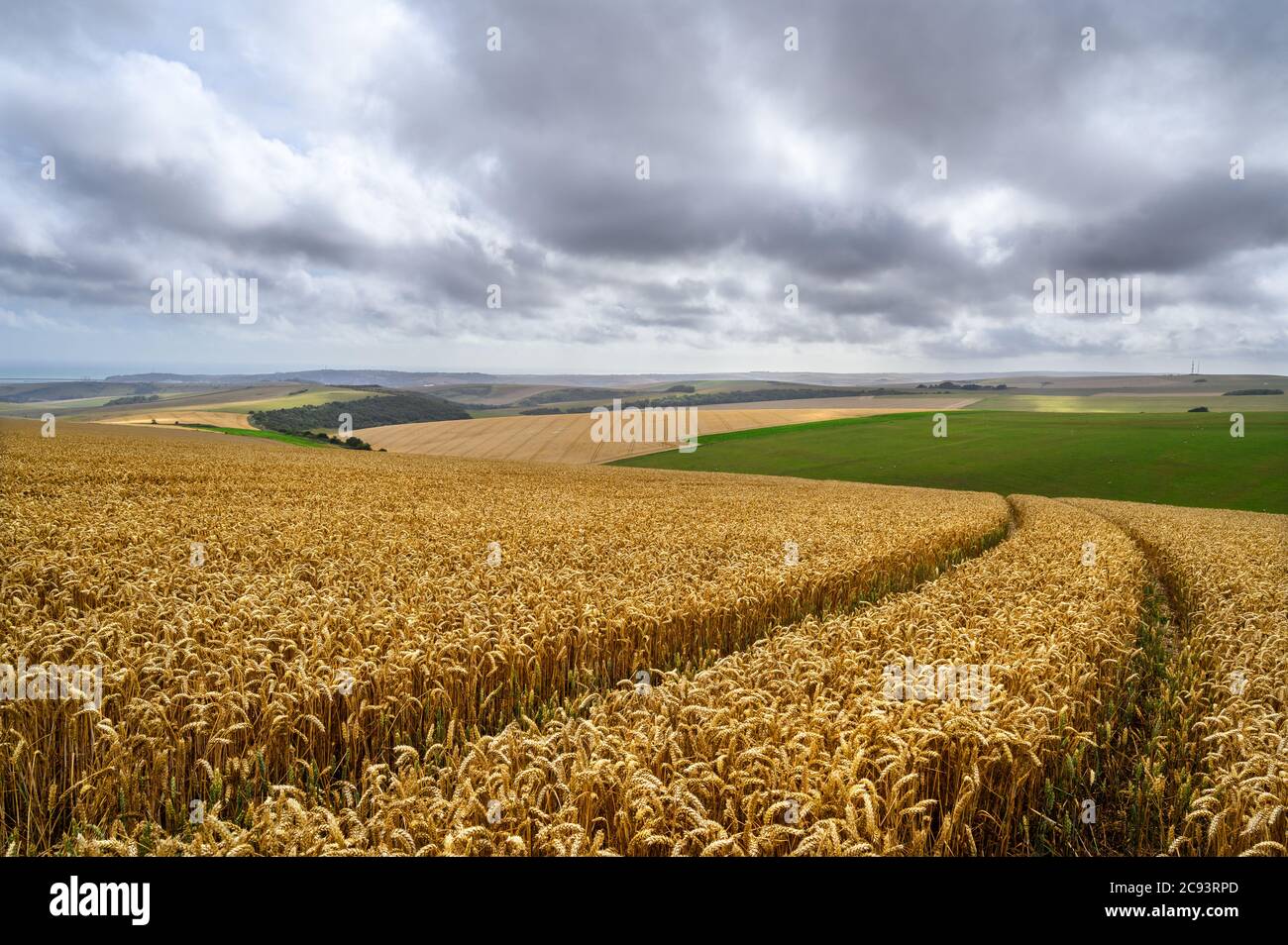 South Downs National Park, Sussex, England, UK. Wheat field near Firle Beacon and Newhaven with views to the south coast. Stock Photo