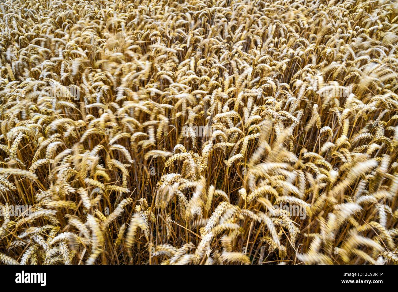 South Downs National Park, Sussex, England, UK. A field of wheat blowing in the wind. Motion blur as the golden wheat is moving. Stock Photo