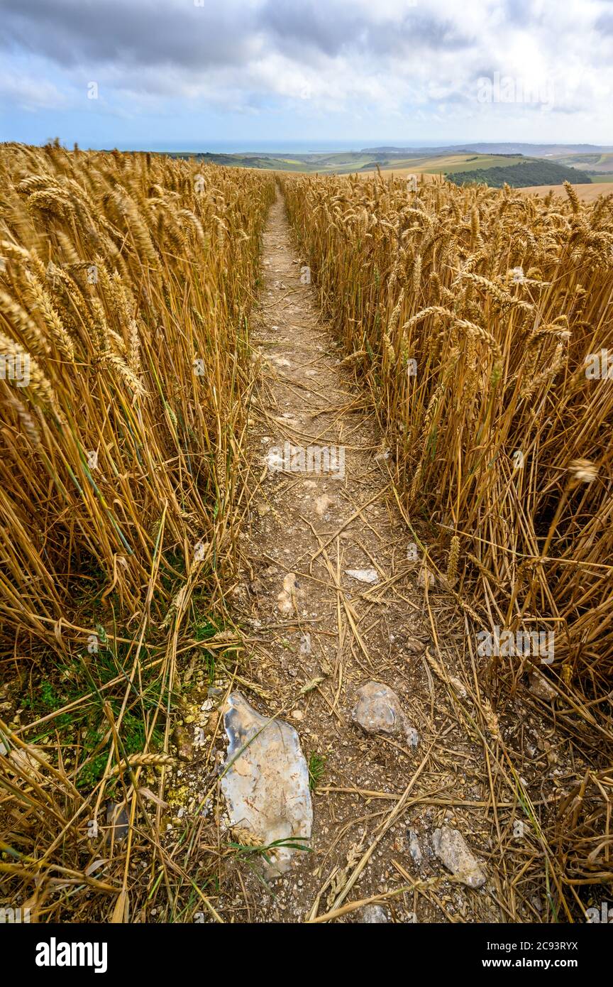 South Downs National Park, Sussex, England, UK. Footpath through a wheat field near Firle Beacon and Newhaven with views to the coast. Stock Photo
