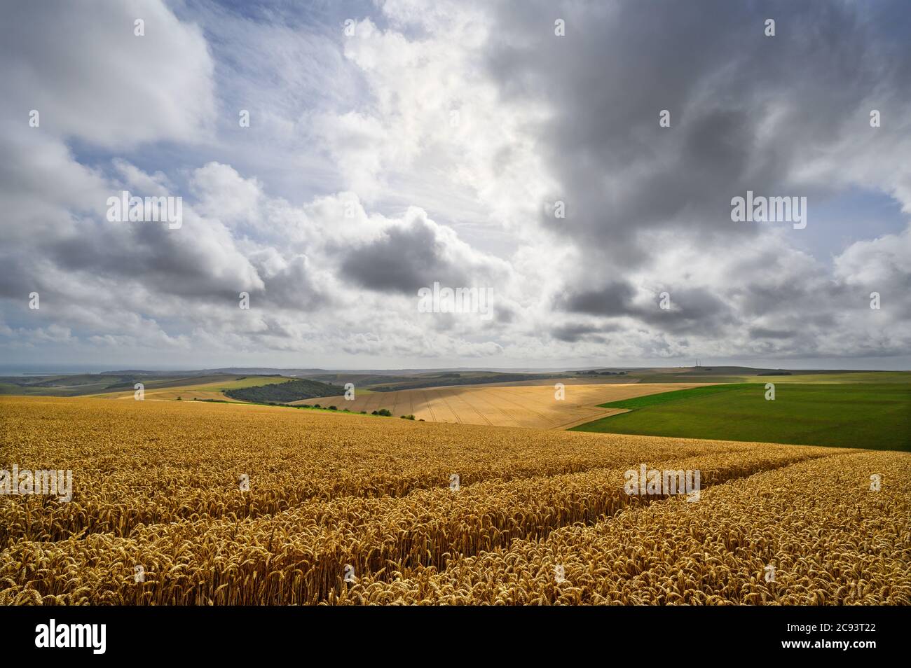 South Downs National Park, Sussex, England, UK. Wheat field near Firle Beacon and Newhaven with views to the south coast and English Channel. Stock Photo