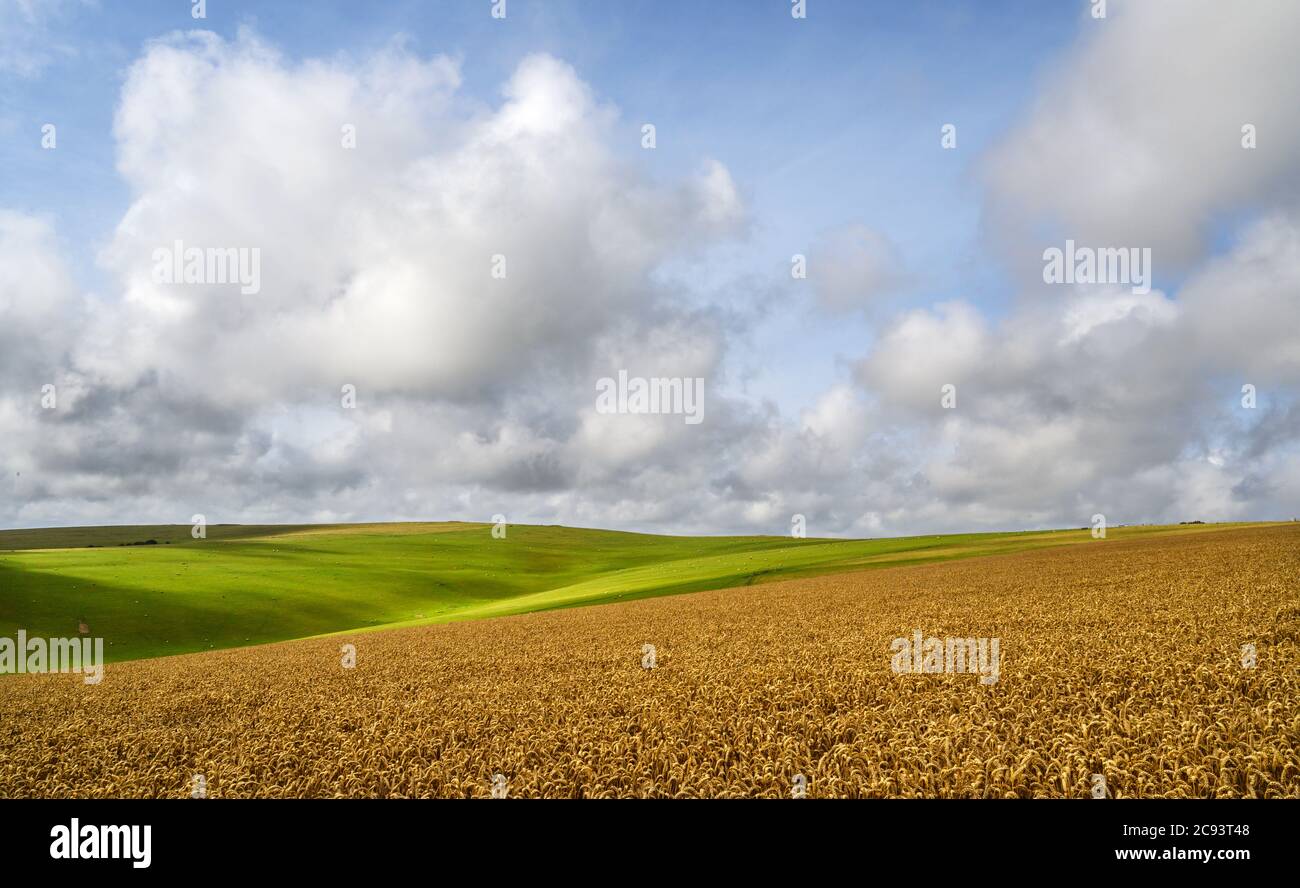 South Downs National Park, Sussex, England, UK. Wheat field near Firle Beacon and Newhaven with views to the summit of Firle Beacon. Stock Photo