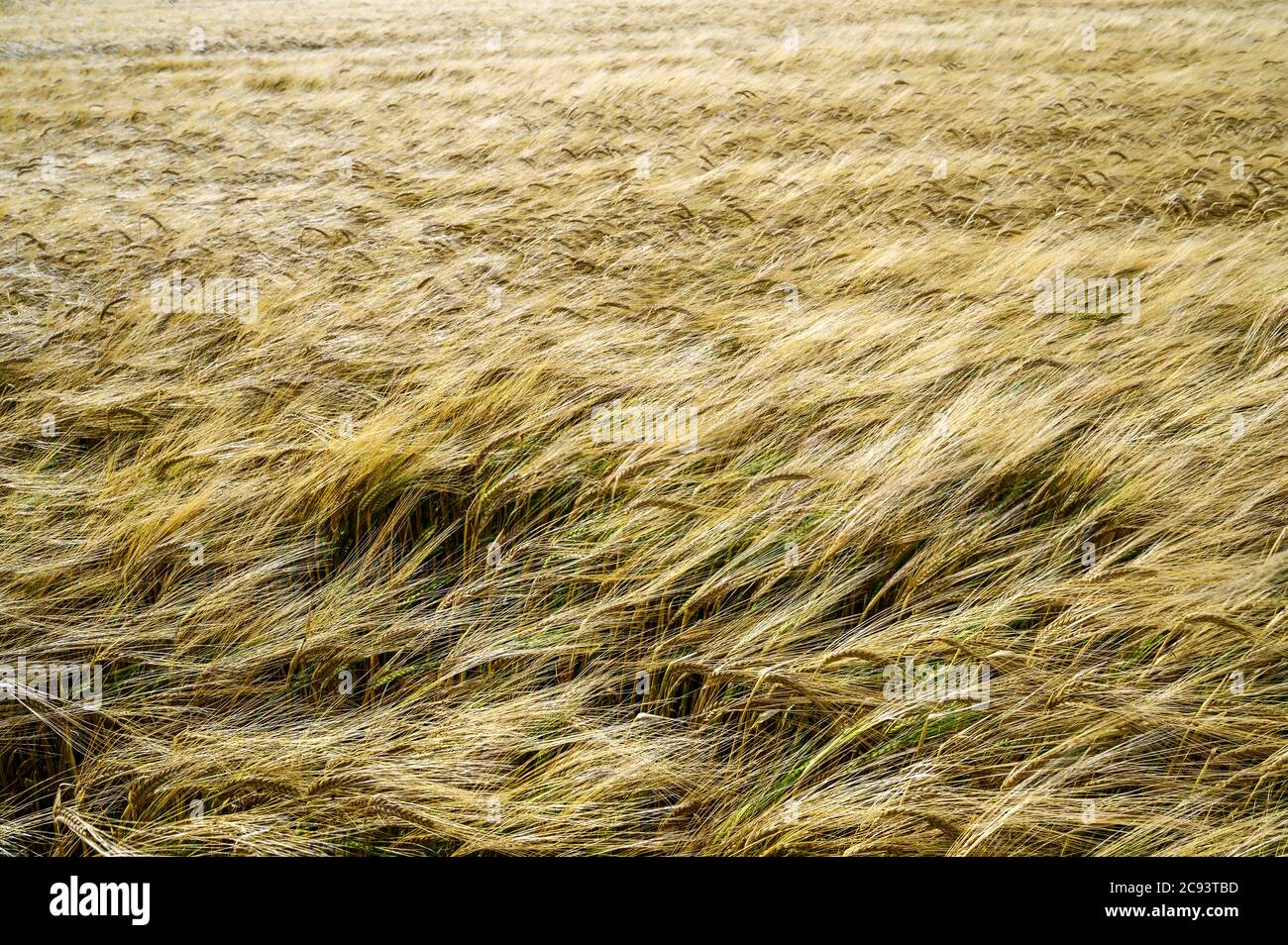 South Downs National Park, Sussex, England, UK. A field of barley blowing in the wind. The barley field looks like waves in the sea. Stock Photo