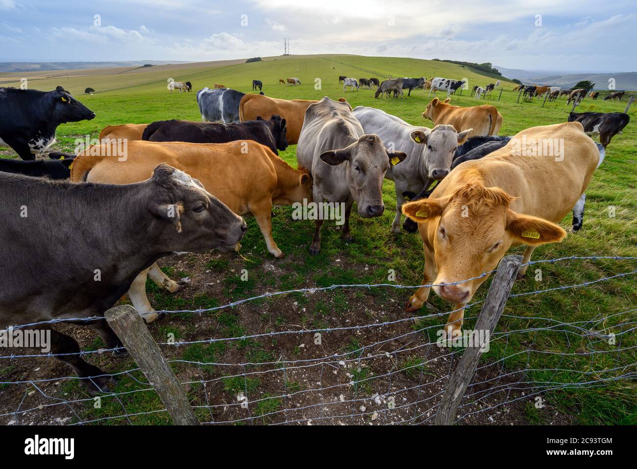 South Downs National Park, Sussex, England, UK. Cows on a farm on the South Downs Way near Firle Beacon and Newhaven. Stock Photo