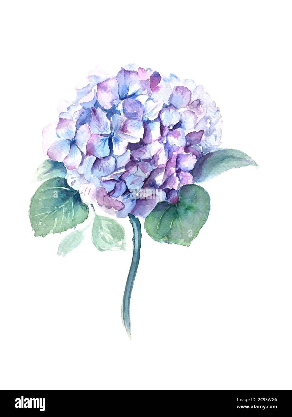 Watercolor Hydrangea flower with green leaves vintage illustration