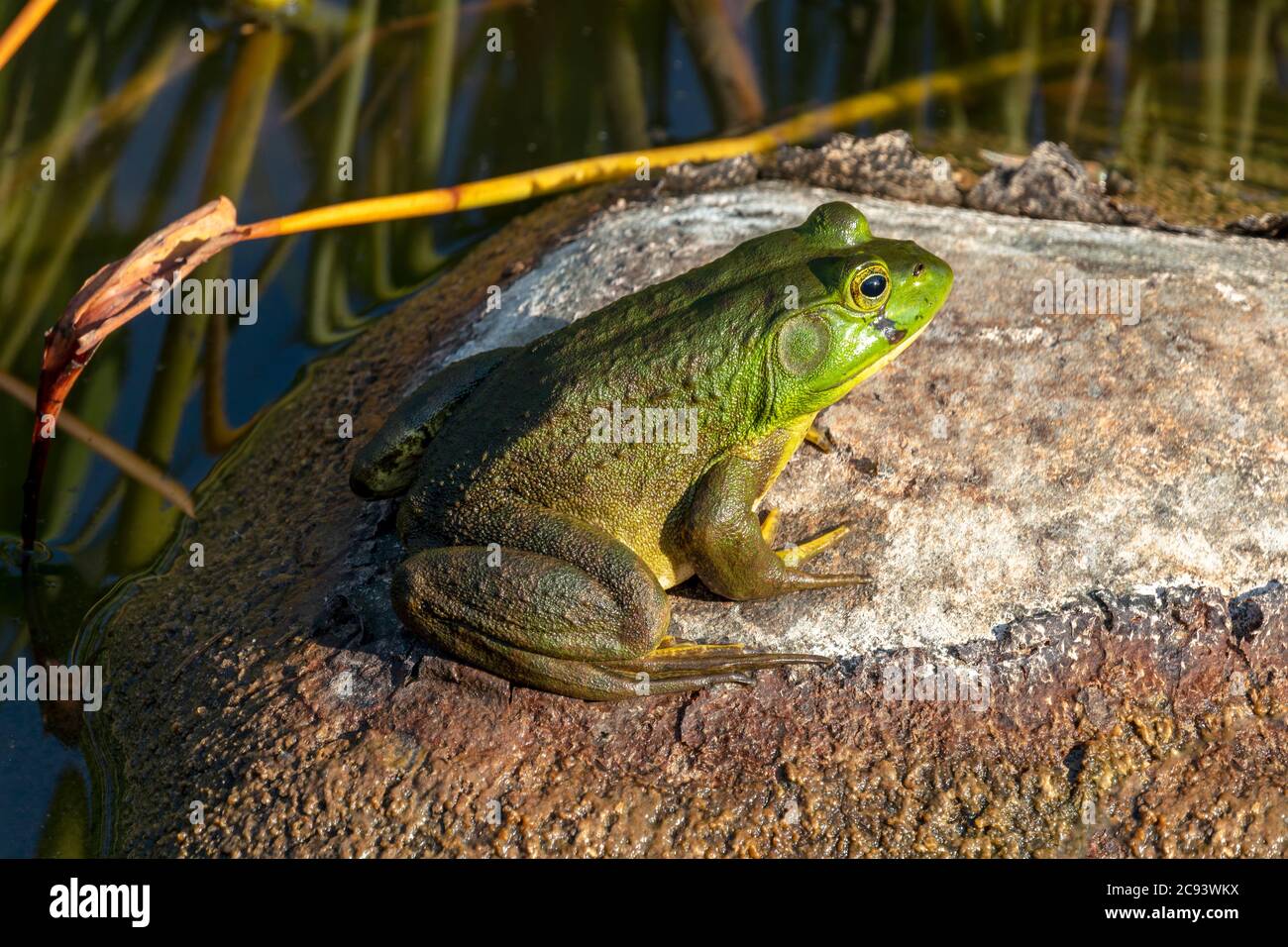 American Bullfrog (Lithobates catesbeianus or Rana catersbeiana), E N America, by James D Coppinger/Dembinsky Photo Assoc Stock Photo