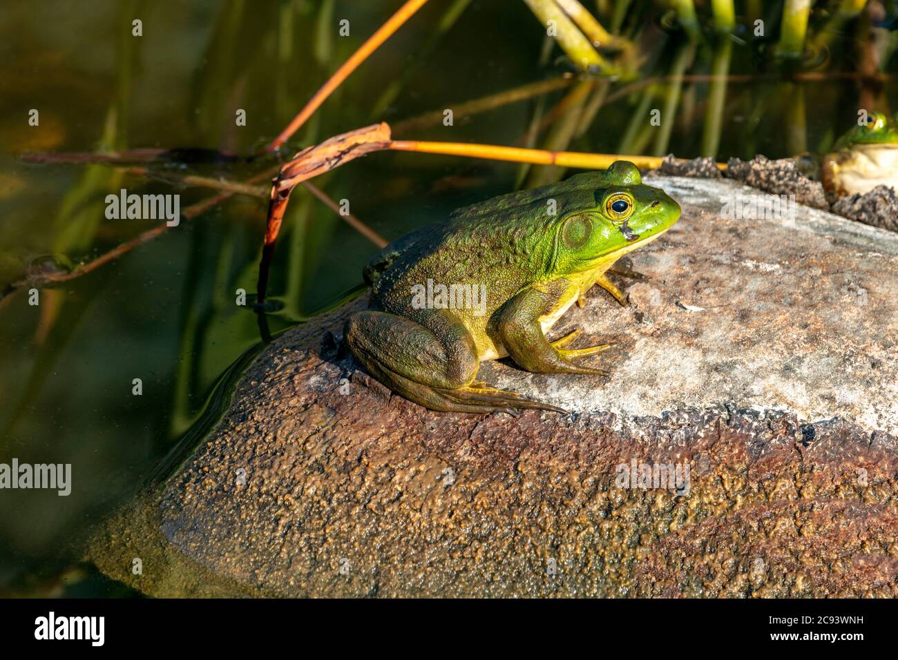 American Bullfrog (Lithobates catesbeianus or Rana catersbeiana), E N America, by James D Coppinger/Dembinsky Photo Assoc Stock Photo