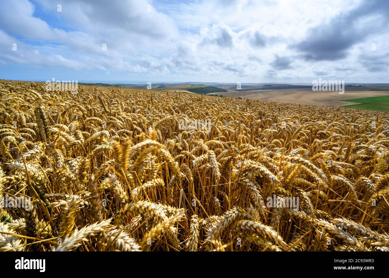 South Downs National Park, Sussex, England, UK. Wheat field near Firle Beacon and Newhaven with views to the coast. Close up of wheat with movement Stock Photo
