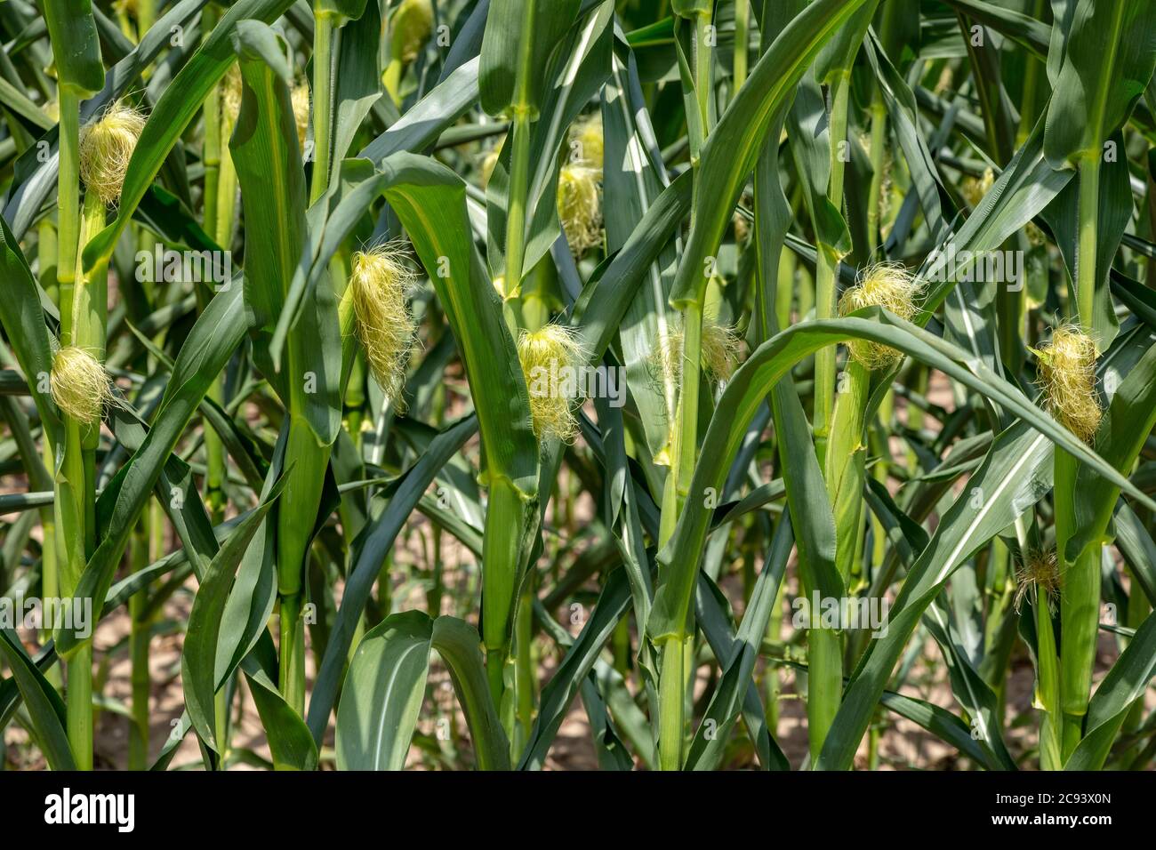 Field corn, farm, mid-summer, E USA, by James D Coppinger/Dembinsky Photo Assoc Stock Photo