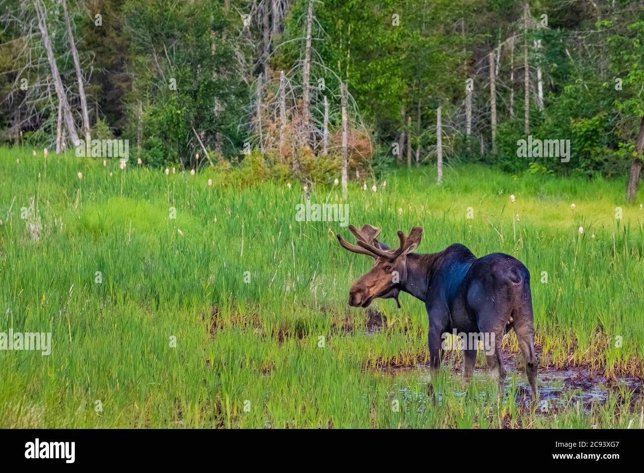 Bull Moose, Alces alces, feeding and drinking in a wetland near