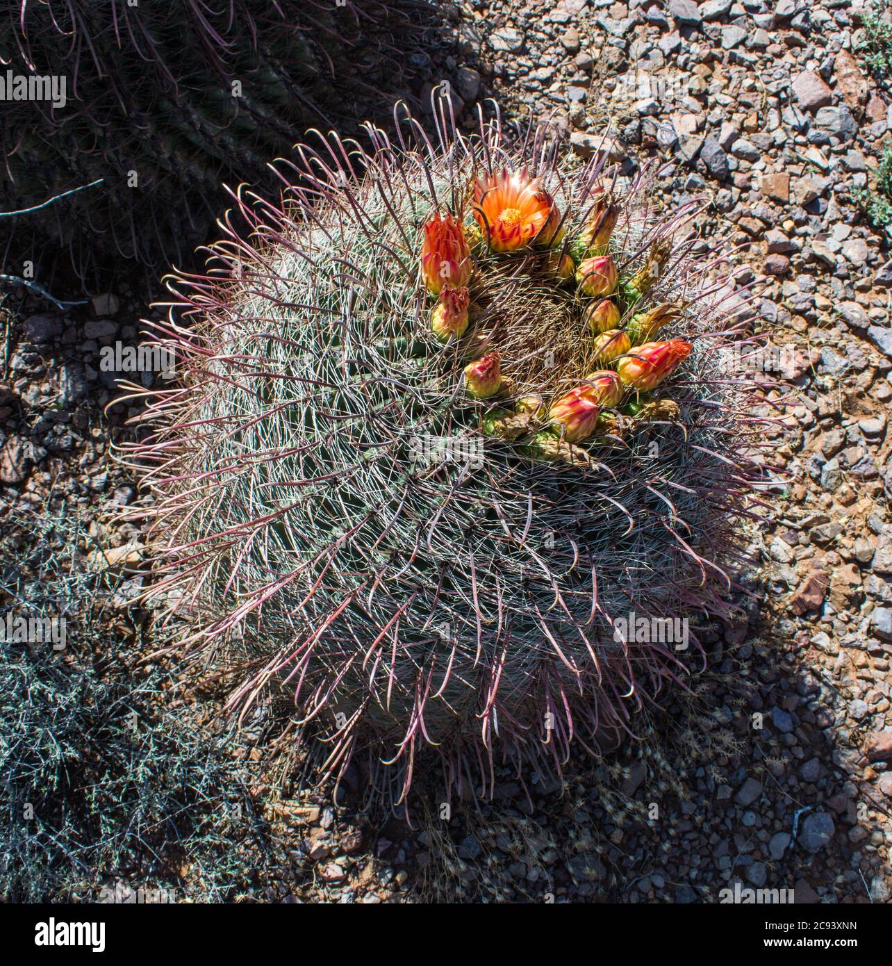 Barrel cactus in flower, New Mexico Stock Photo
