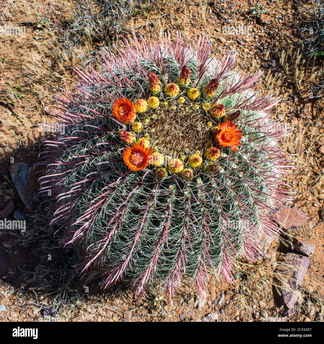 Barrel cactus in flower, New Mexico Stock Photo