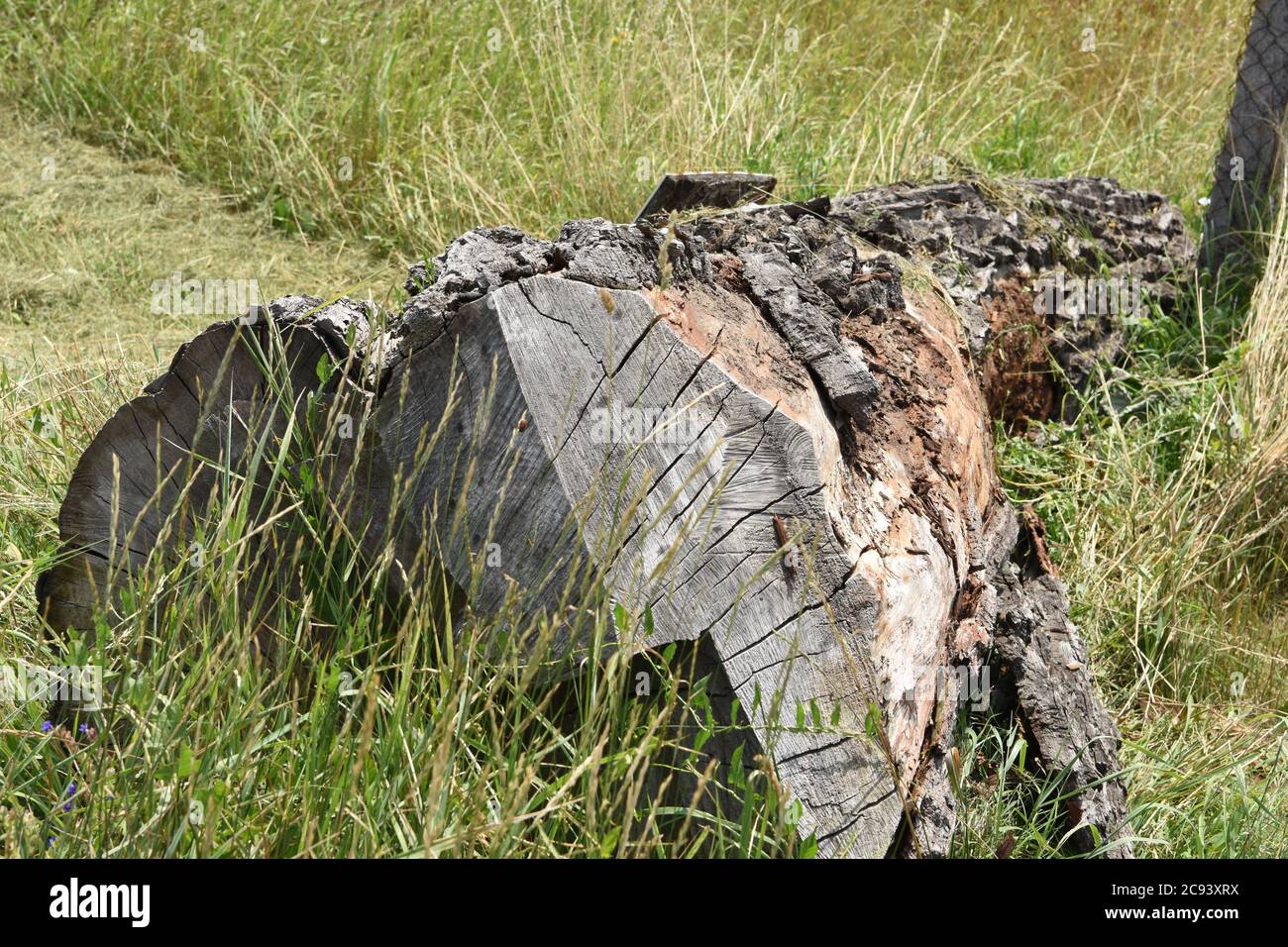 Cut off dried up tree trunk in high yellow and green grass near concrete stake of the chain-link fence during summer. Stock Photo
