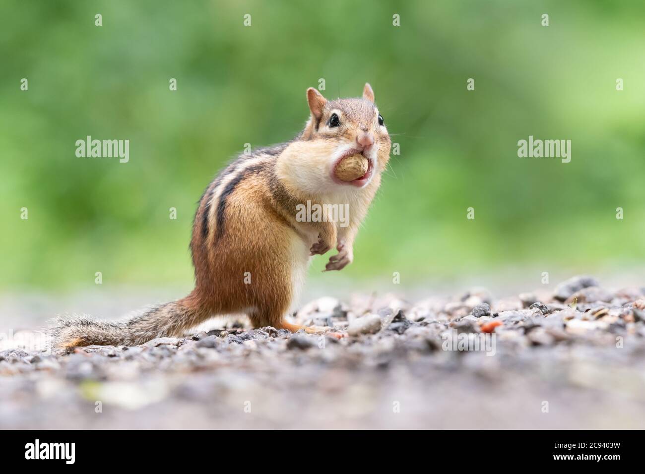 An Eastern Chipmunk pauses after stuffing an entire peanut in its cheek pouches at Lynde Shores Conservation Area in Whitby, Ontario. Stock Photo