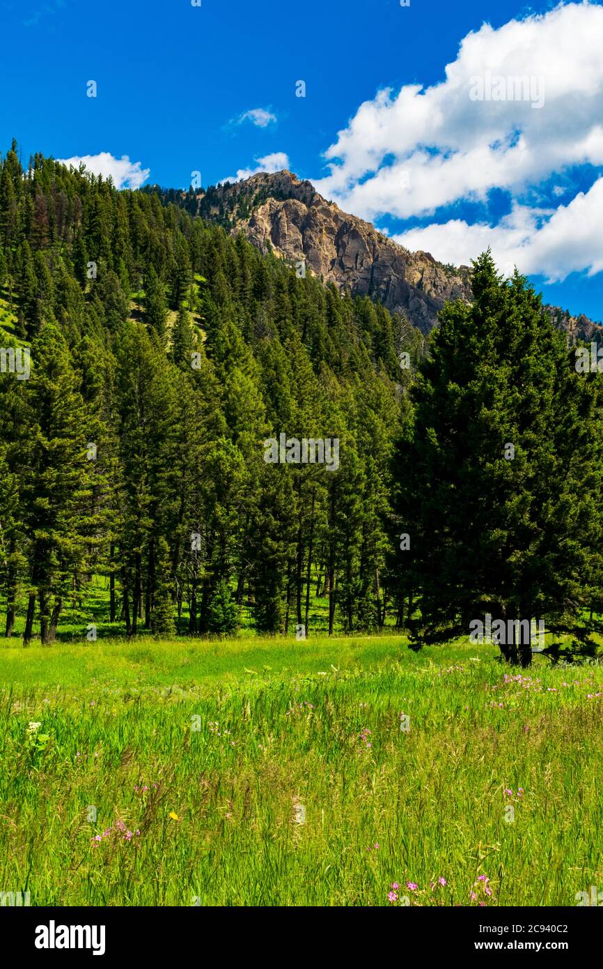 Summer wildflowers bloom near Hebgen Lake, Montana Stock Photo Alamy