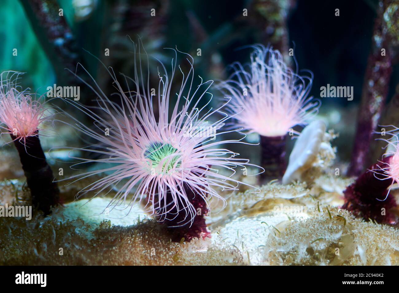 Various brightly colored anemones, tentacles, dark background Stock Photo