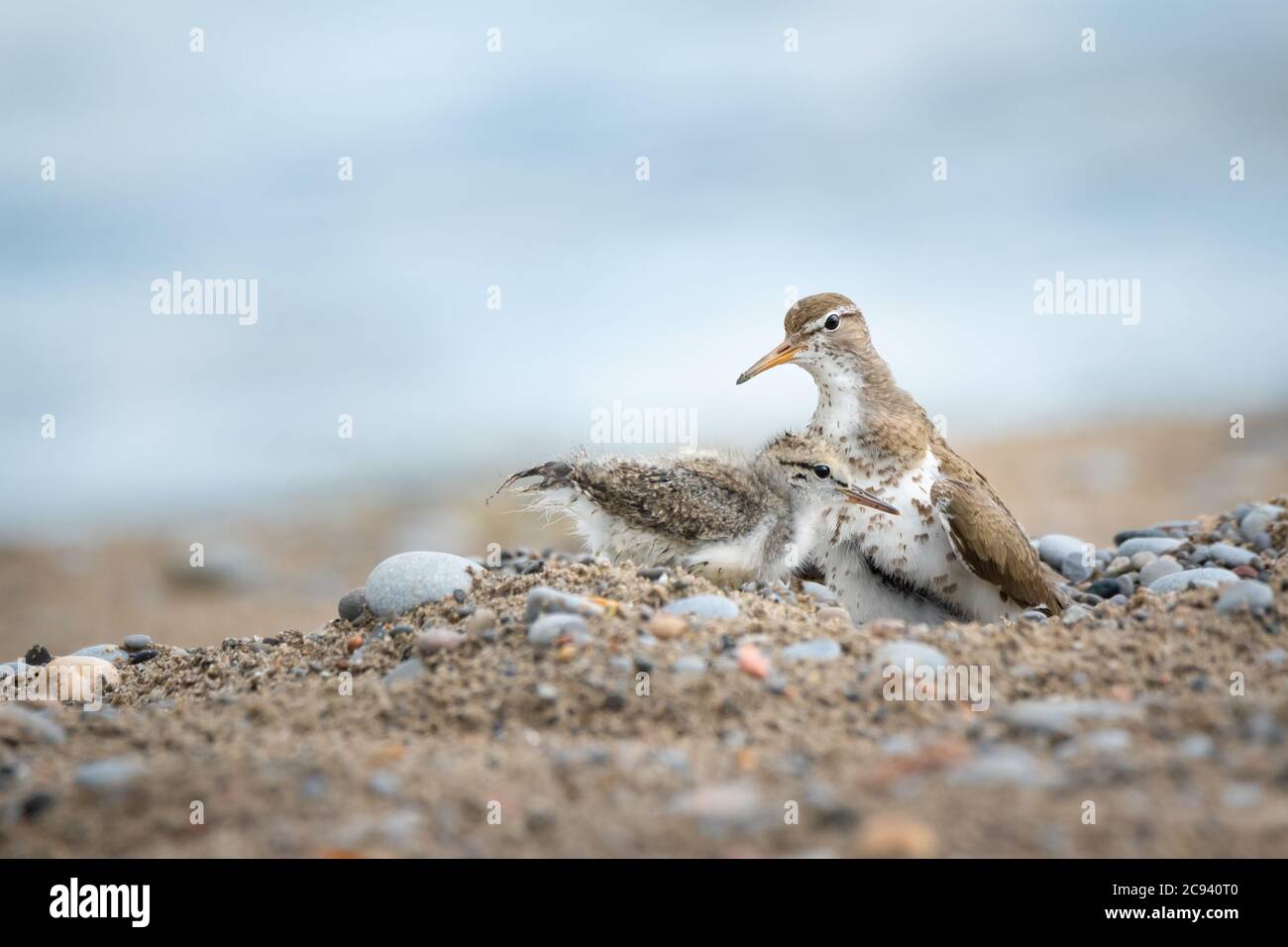 A Spotted Sandpiper chick seeks a cuddle from mom as she gets up to make space for it in the nest at Lynde Shores Conservation Area in Whitby, Ontario Stock Photo