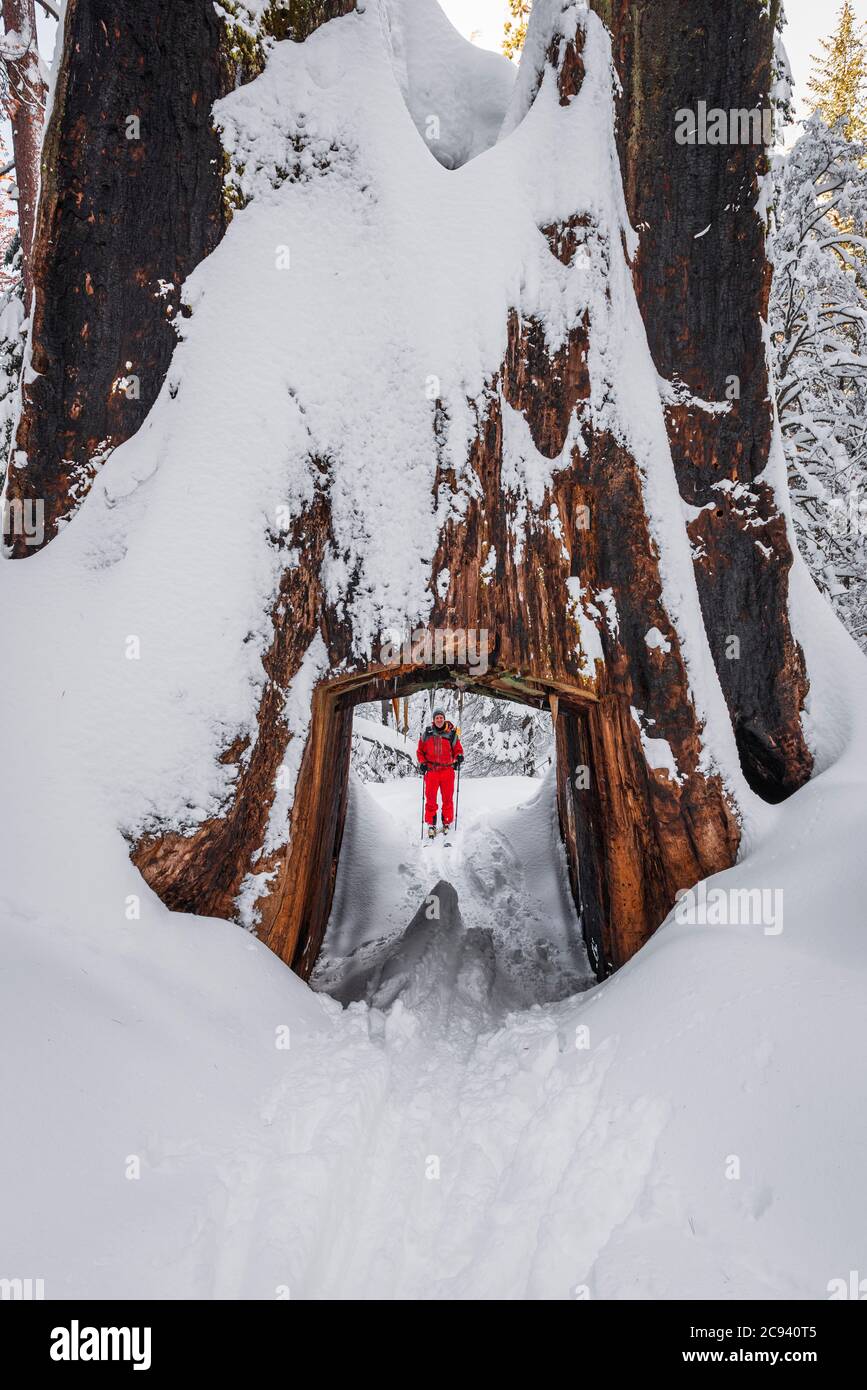 Skier and giant sequoia tunnel tree in the Tuolumne Grove, Yosemite National Park, California USA Stock Photo