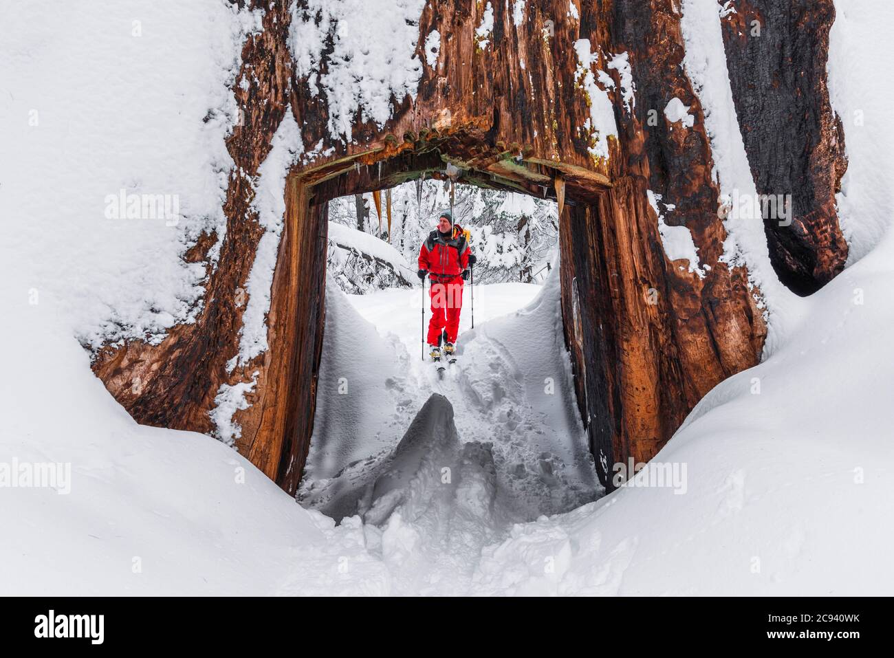 Skier and giant sequoia tunnel tree in the Tuolumne Grove, Yosemite National Park, California USA Stock Photo