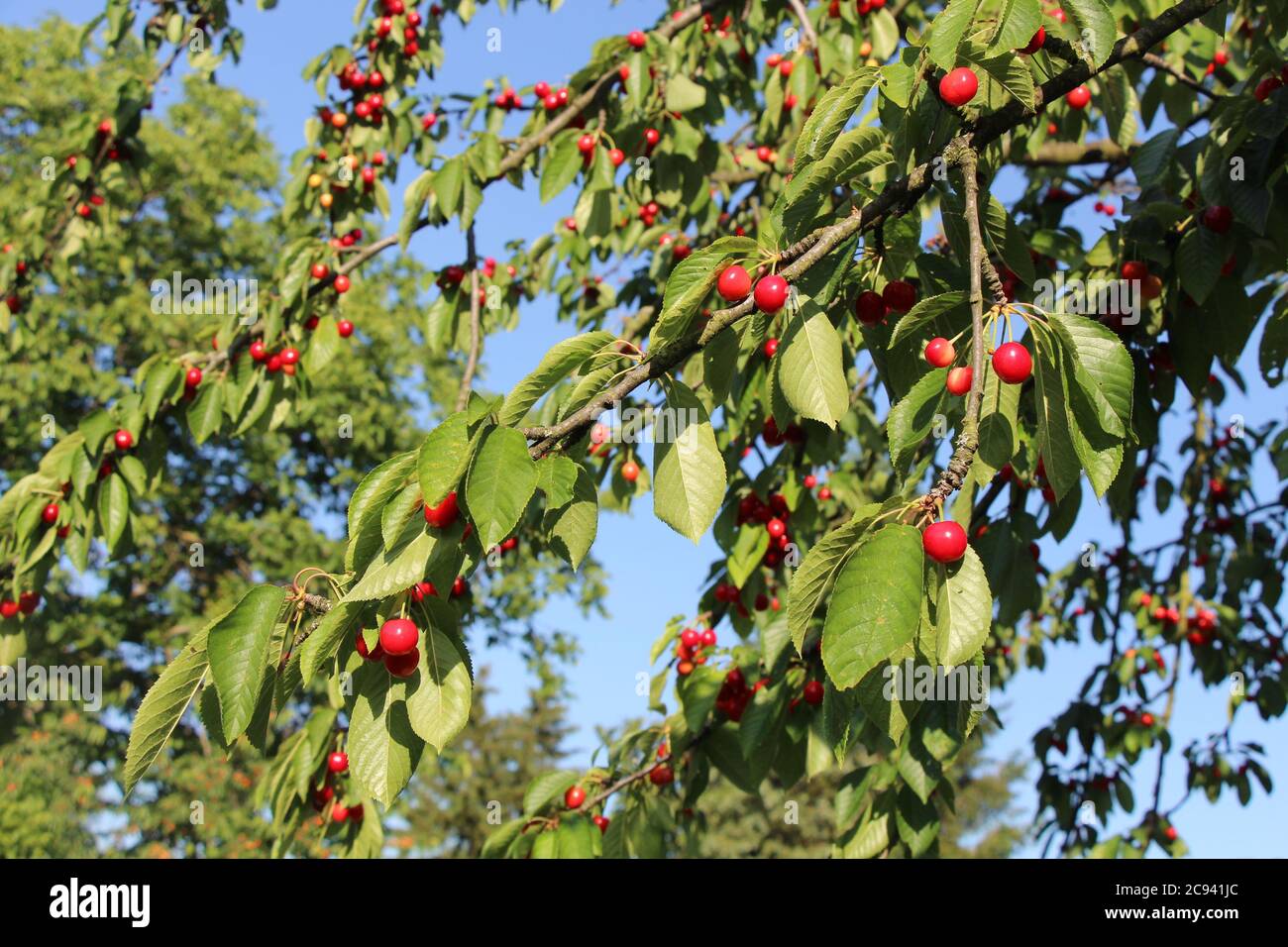 The cherry tree has various yellow cherries and red cherries, in varying  stages of ripening. Stock Photo