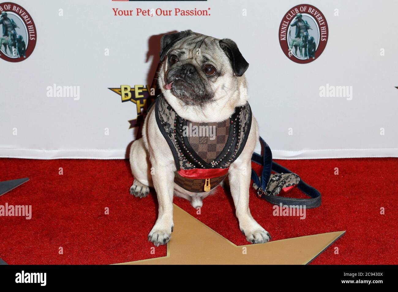 Pug purina top