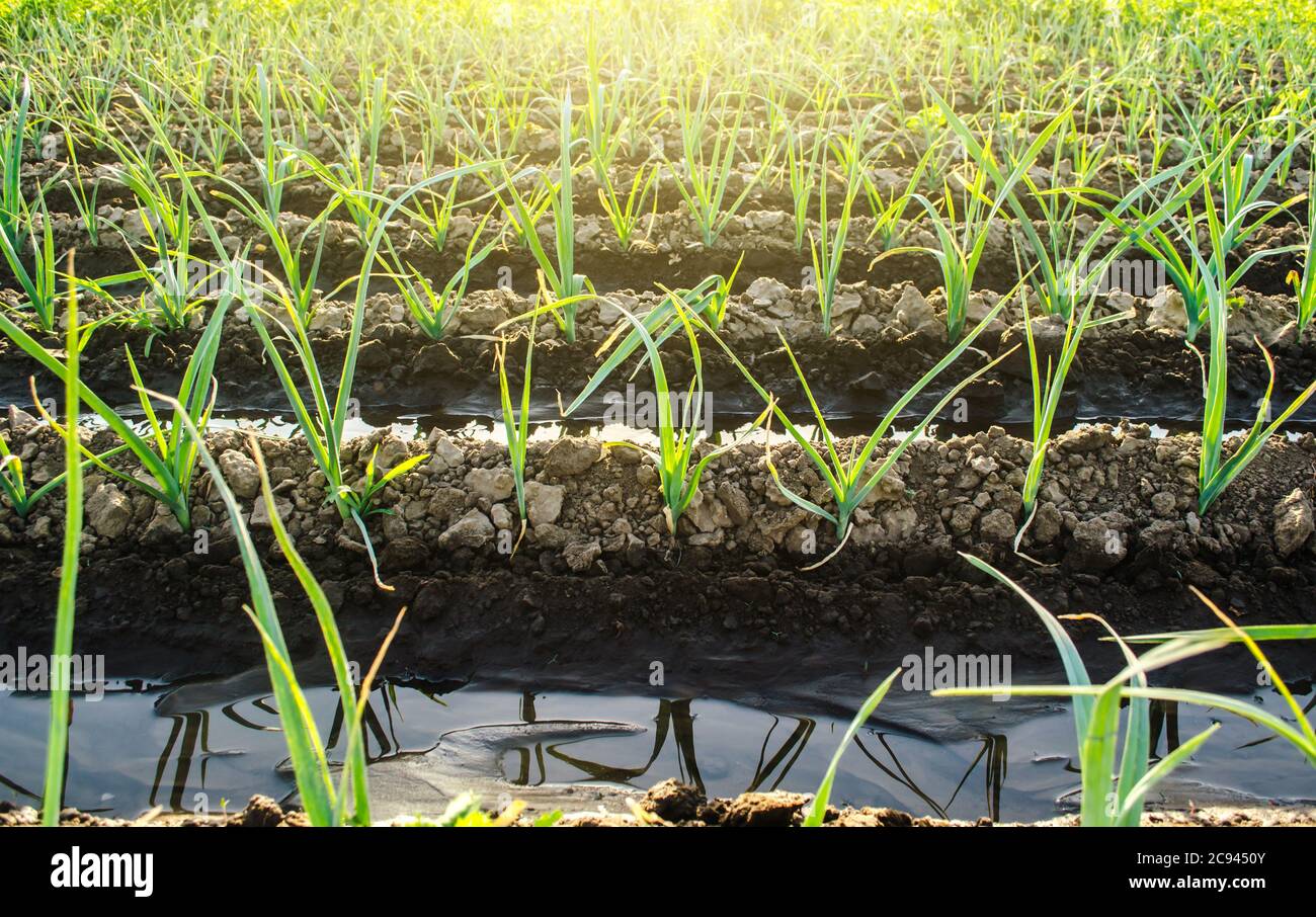 Water flows through irrigation canals on a farm eggplant plantation