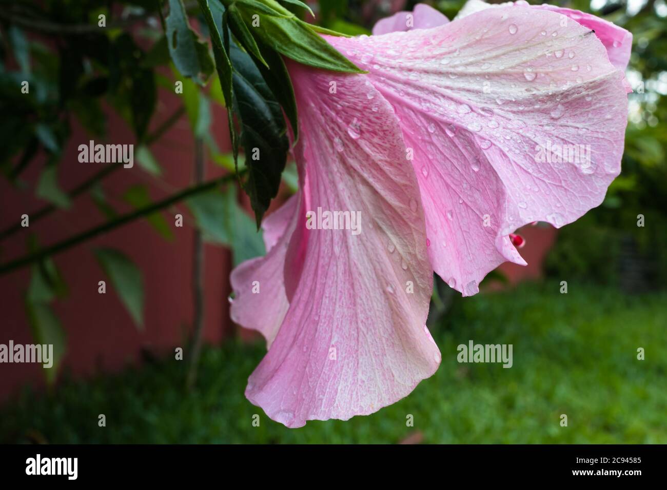 Hibiscus  have been used traditionally for tea, fermented drinks, and desserts Stock Photo