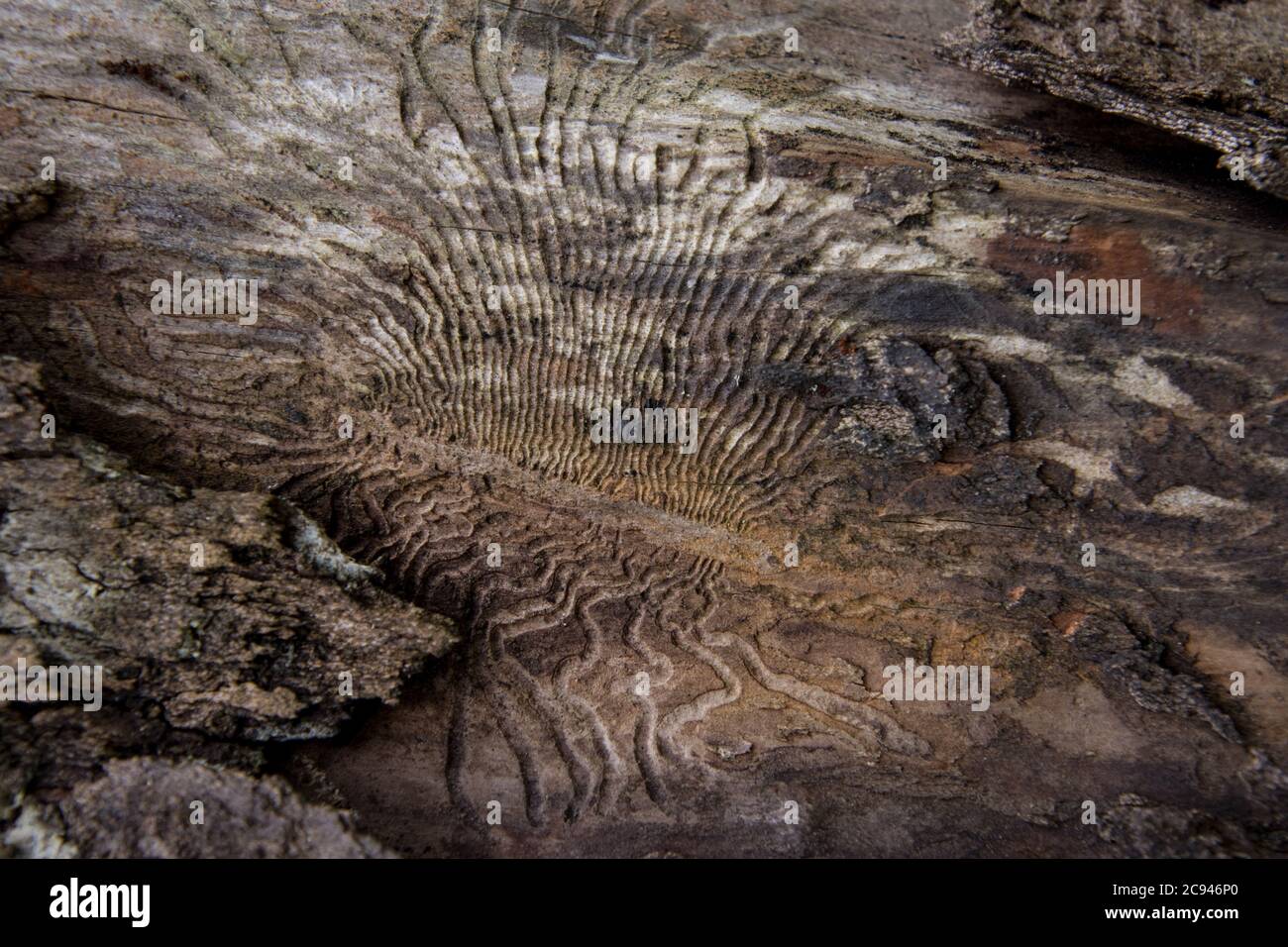 Oak tree bark with insect made patterns resembling a tree. Stock Photo