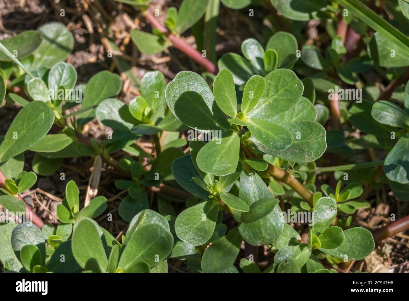 plant purslane portulaca oleracea growing outdoors closeup view Stock Photo