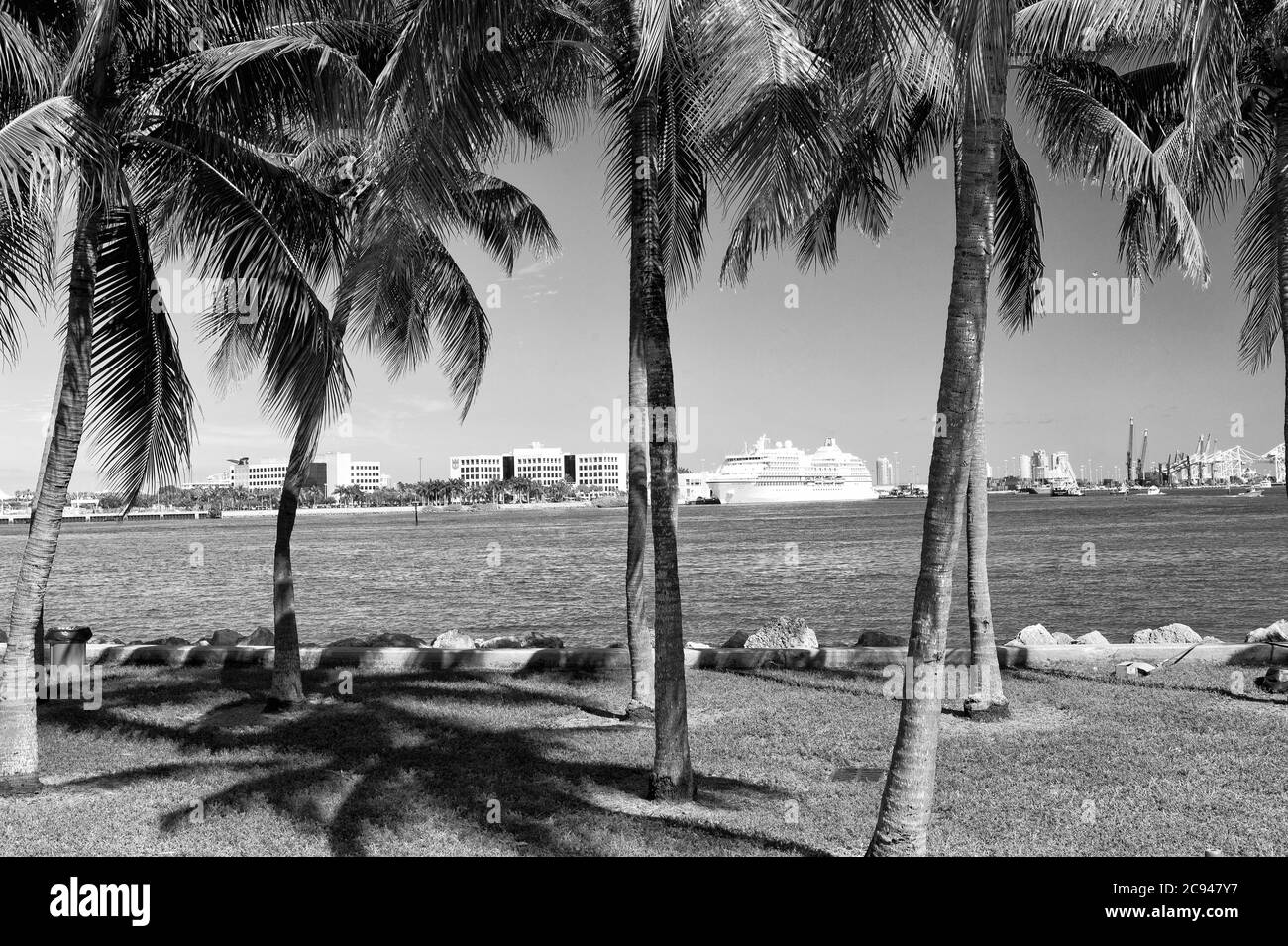Miami, USA - February 29, 2016: sea view through palm trees. Sea voyage. Cruise ship in port. Holiday in tropical beach. Travelling and travel. Wanderlust. Summer vacation. Stock Photo