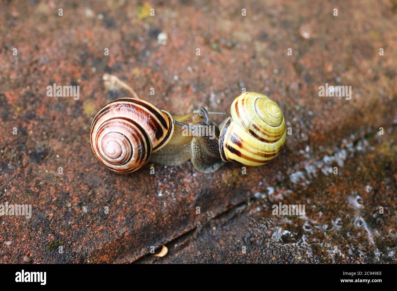 Yellow and Brown Snails on bricks Stock Photo