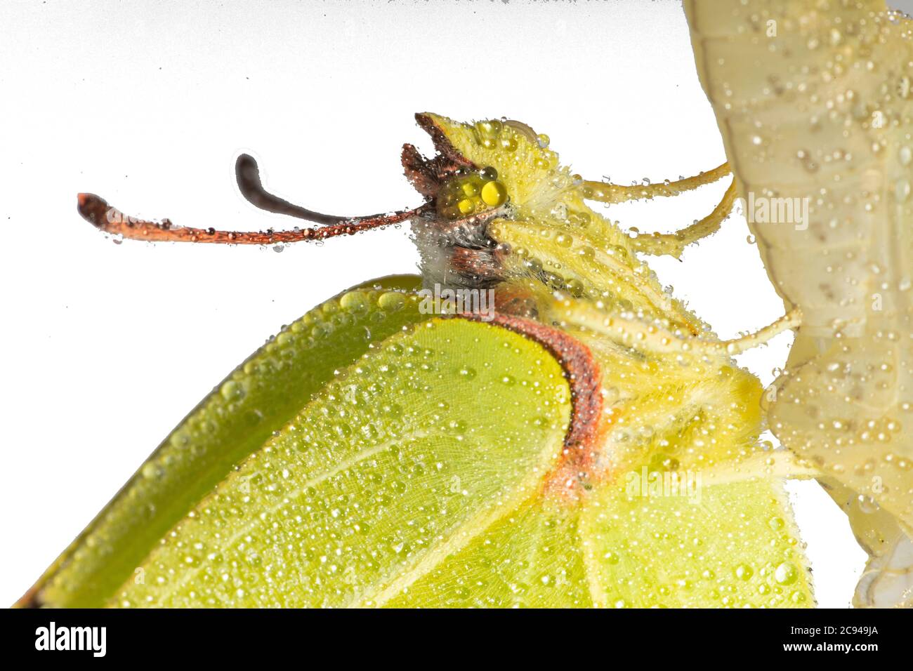 A common brimstone butterfly (Gonepteryx rhamni) as it emerges from the chrysallis. Stock Photo